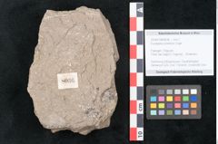 Foto (Objekt + Etikett) von Eucalyptus oceanica Unger (NHMW-GEO-2024-0188-8036)